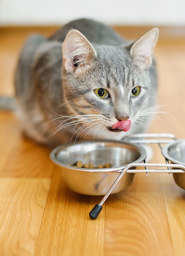 ¿Cómo elegir la comida para gatos?