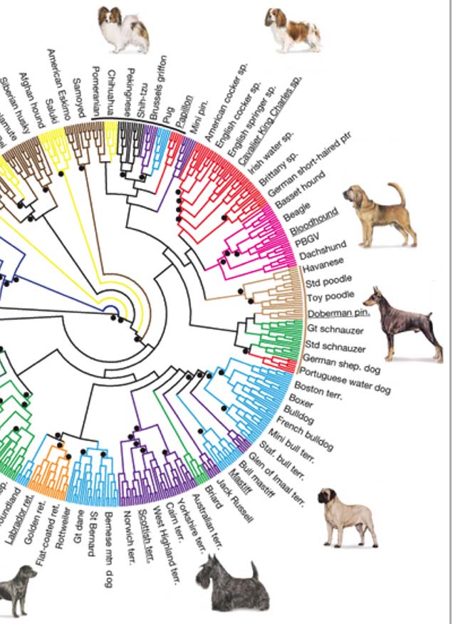 El árbol genealógico de los perros