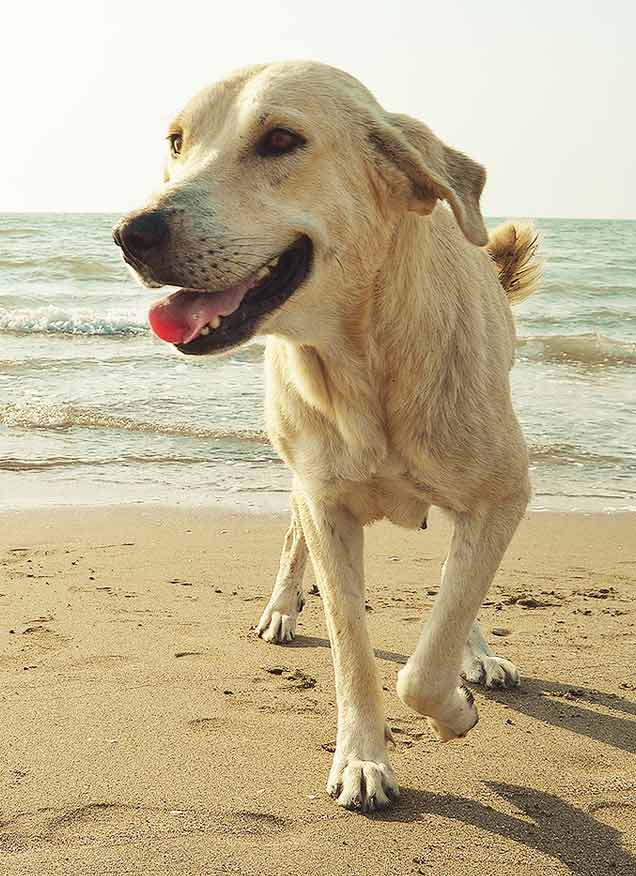 Las mejores playas para perros en Galicia