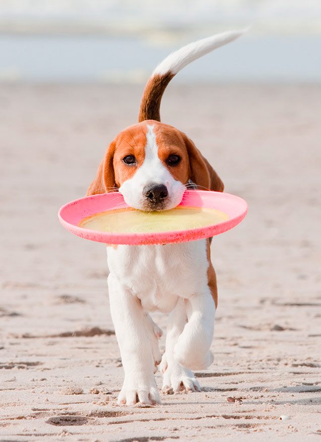 Las mejores playas en Baleares para ir con perro