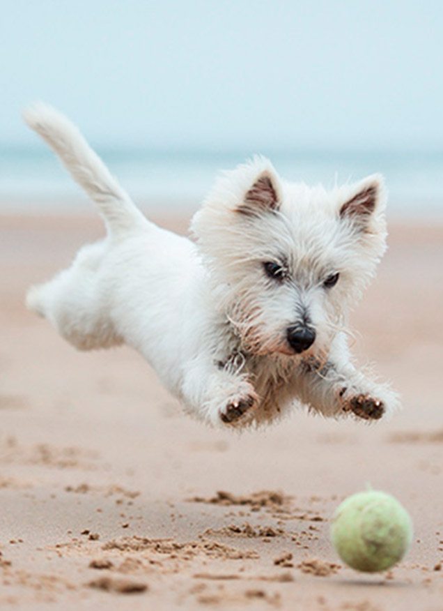 Las mejores playas en Cataluña para ir con perro