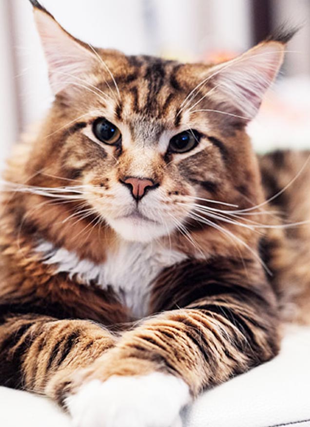 Descubriendo a los gatos Maine Coon