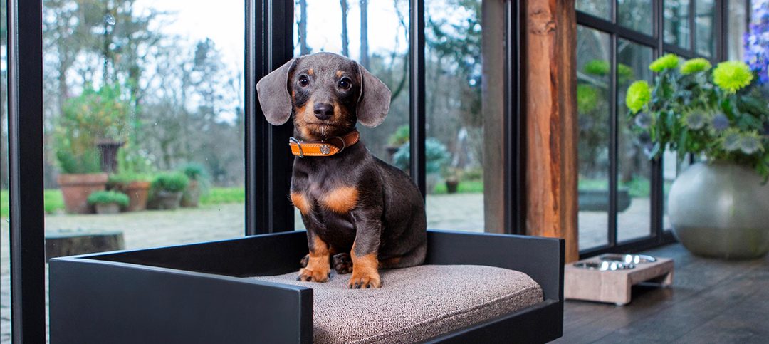 Artículos Premium para mascotas: exclusividad y calidad, el arte de seducir