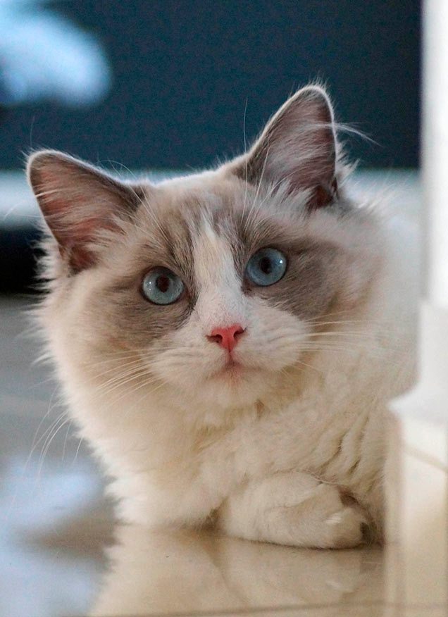 Descubriendo a los gatos Ragdoll