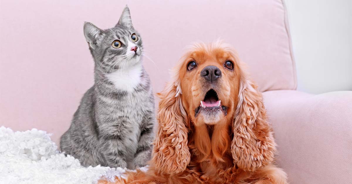 ¿Cómo ha sido el 2017 para los ARISTOPETS en el mundo?