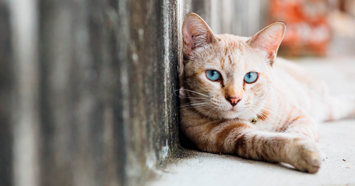 Los vecinos de Valencia quieren un santuario gatuno