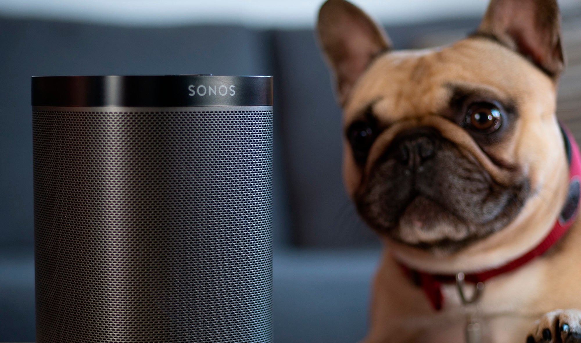 SPOTIFY LANZA PLAYLIST PARA MASCOTAS