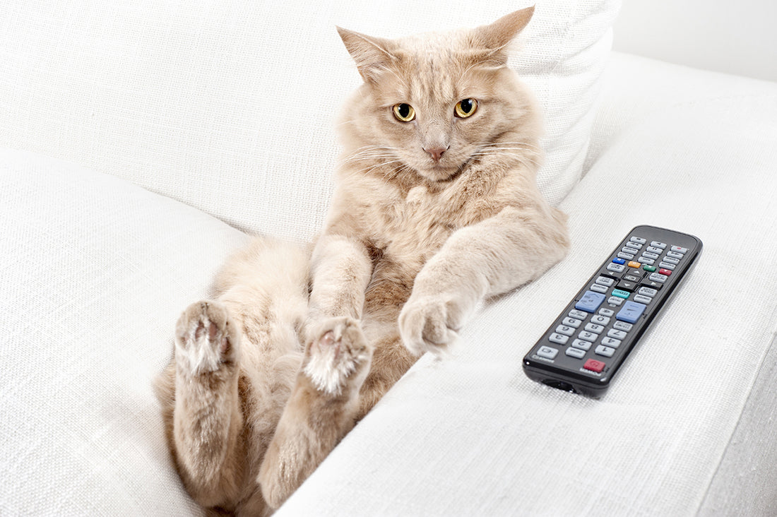 Netflix y las mascotas