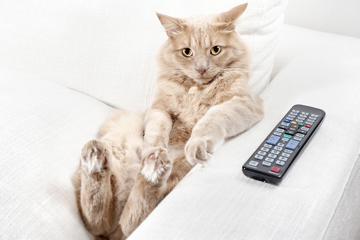 Netflix y las mascotas