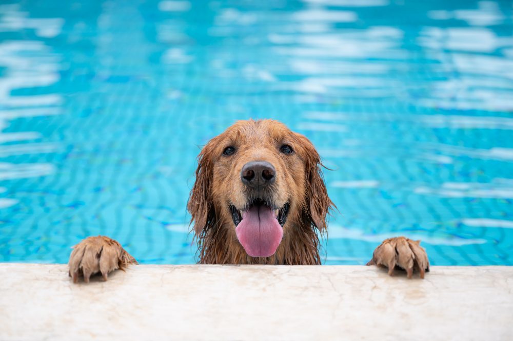 Piscinas para perros en España