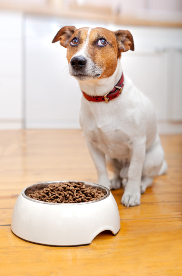 Mi perro no quiere comer; ¿Qué hago?
