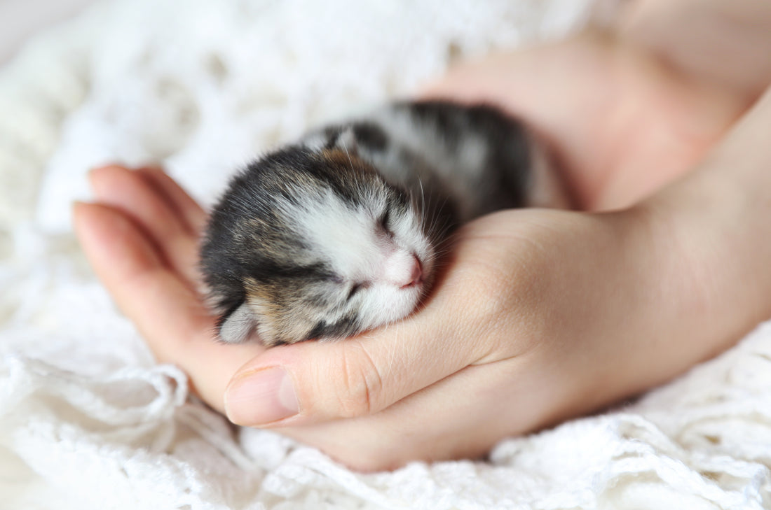 ¿Cómo cuidar a un gato recién nacido?