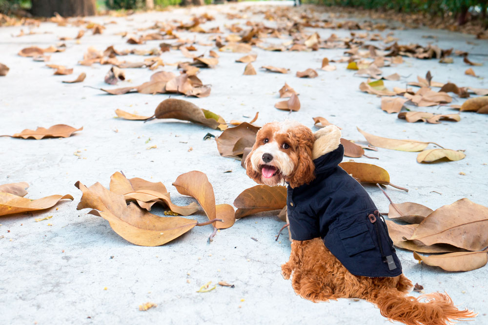Consejos para abrigar a tu mascota