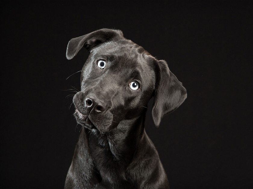 Un nuevo proyecto para luchar contra el  “Síndrome del Perro Negro”