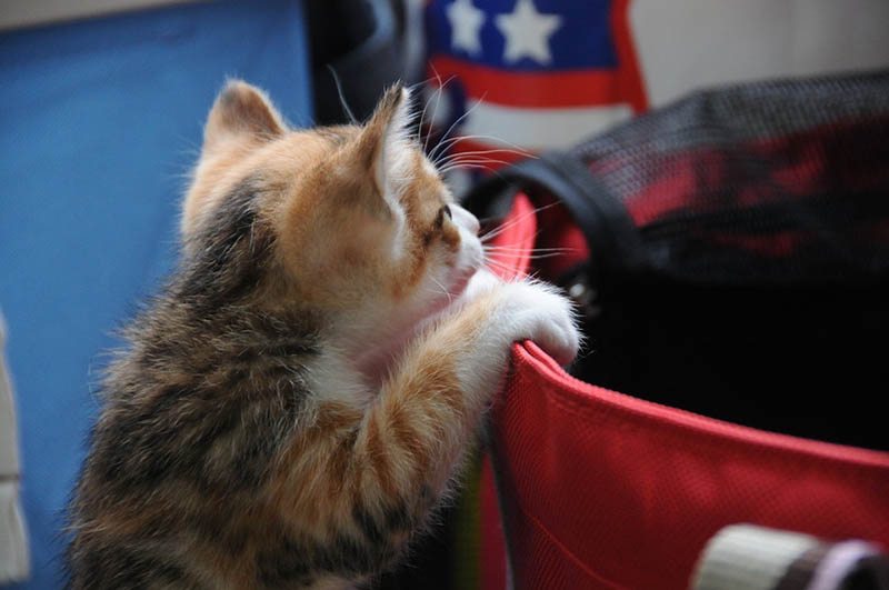 Descubre las mejores actividades para disfrutar con tu gato