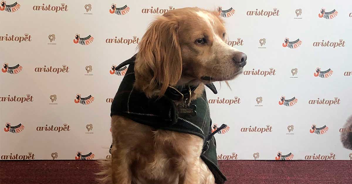 San Antón es el patrón de los animales