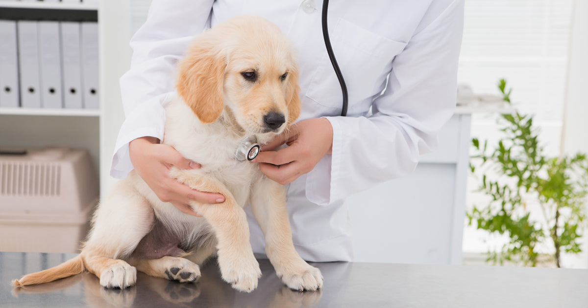 ARISTOPETERS, cada vez más exigentes con el cuidado de sus mascotas
