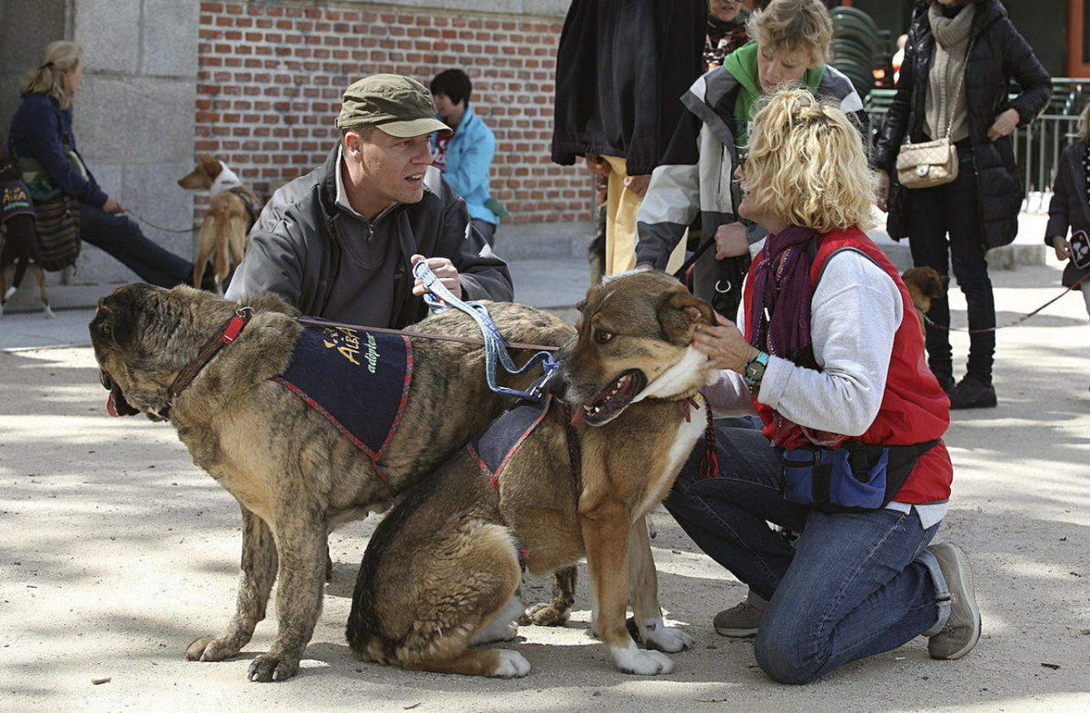 ¿Qué sucede en el Centro de Protección Animal del Consistorio de Madrid?