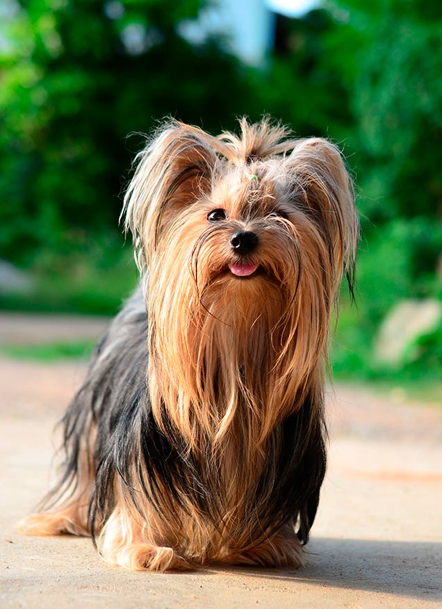 Conociendo mejor a los Yorkshire Terrier
