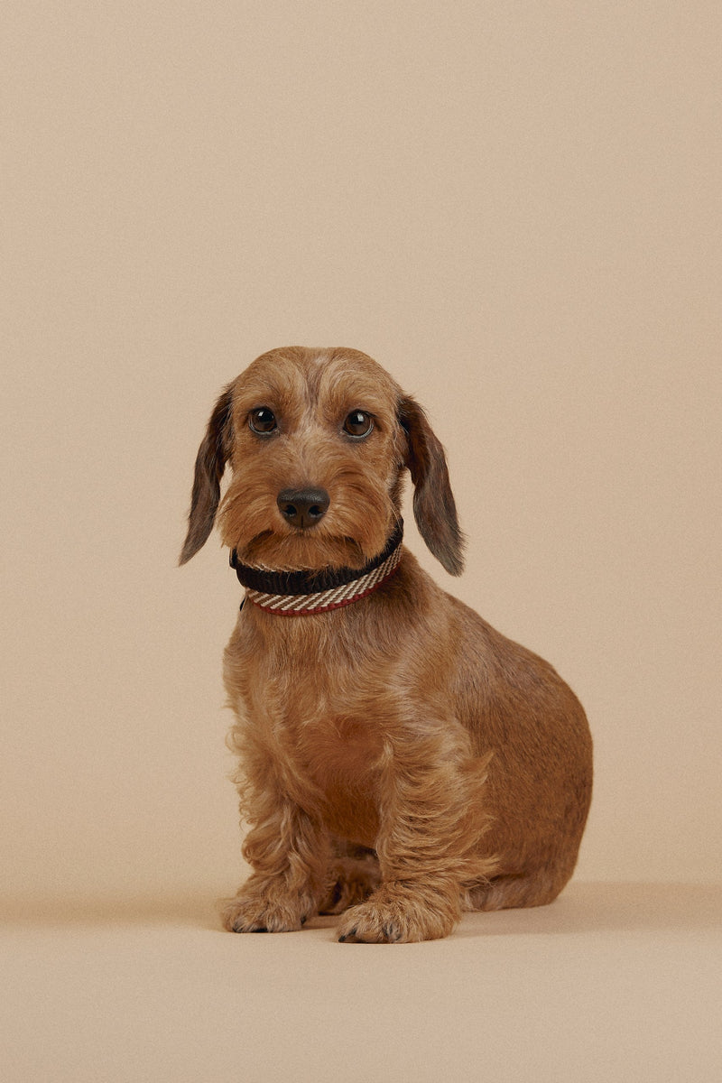 Collares para Perro