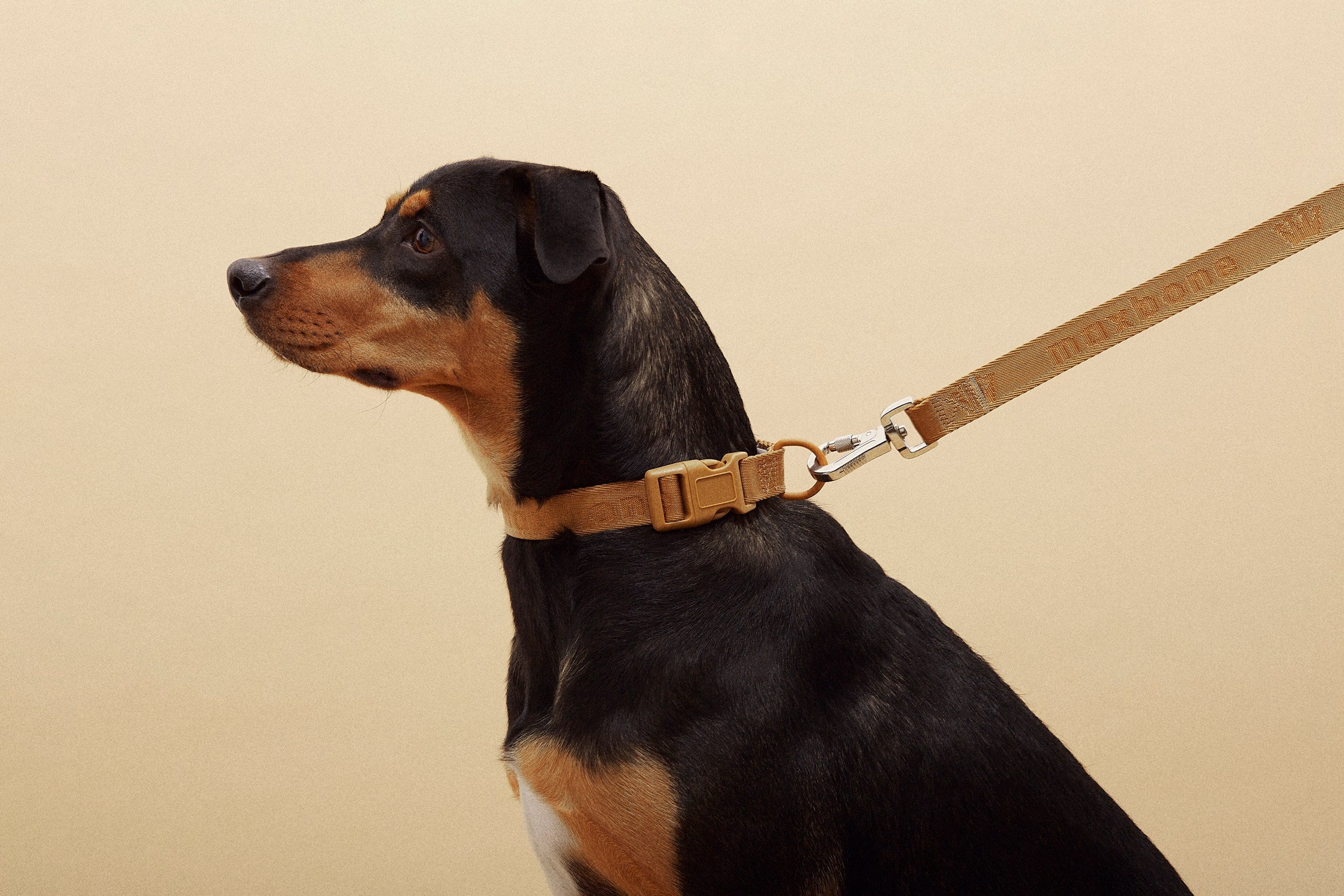 ARISTOPET