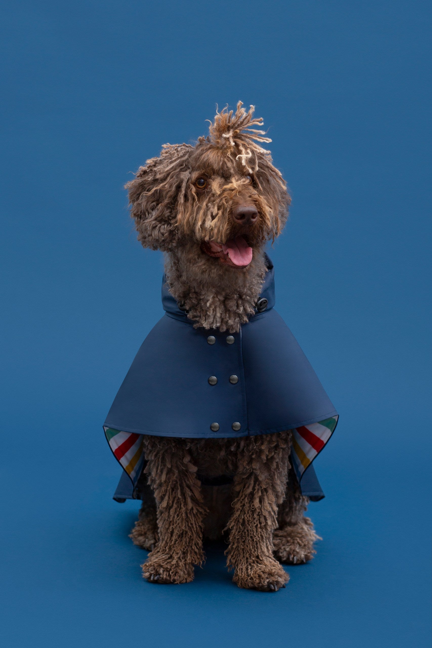 Capas para Perro