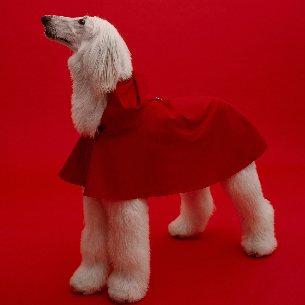 Capa Impermeable William THE PAINTER WIFE X ARISTOPET