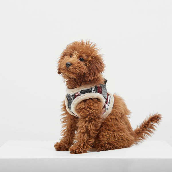 DOG ARNES TARTAN B&amp;B x ARISTOPET