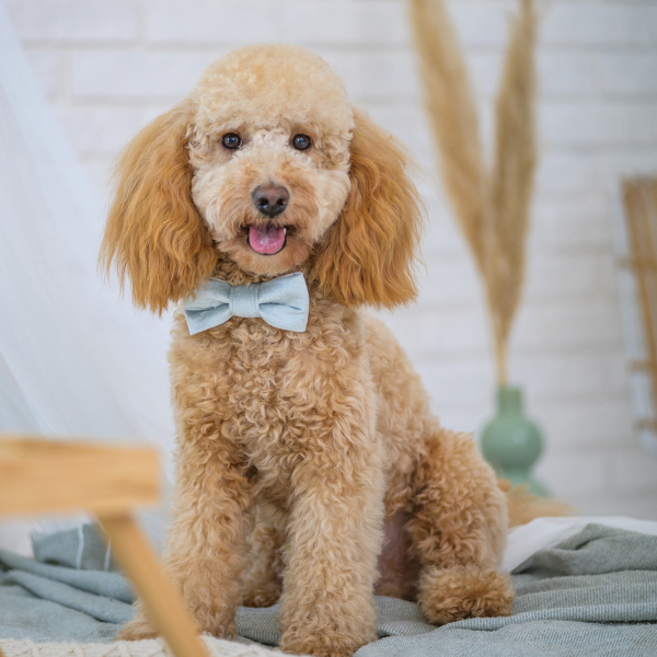 Bow-tie the pearl Oh Charlie
