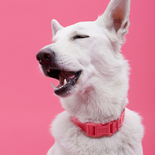 Signature Brown Collar Maxbone x Aristopet
