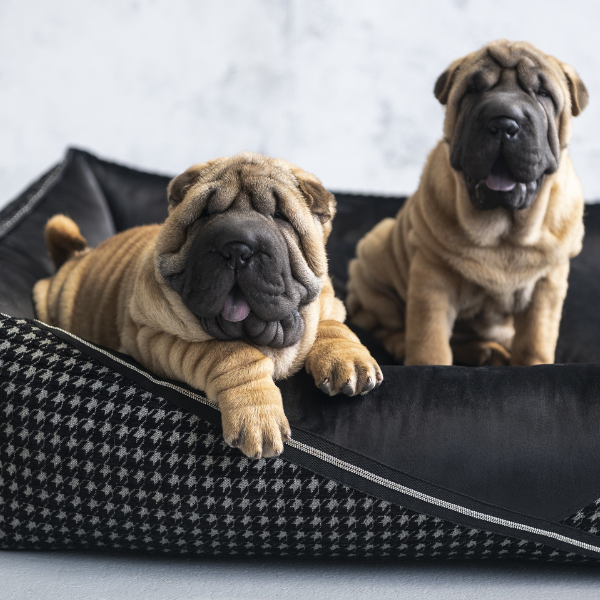 Prestige Deluxe Bed Oh Charlie