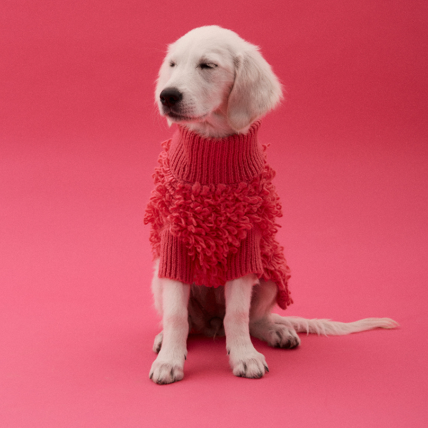 Curly Jumper Rosa Maxbone x Aristopet