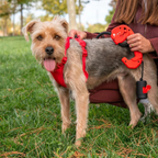 Correa para perro Rojo-FIXY