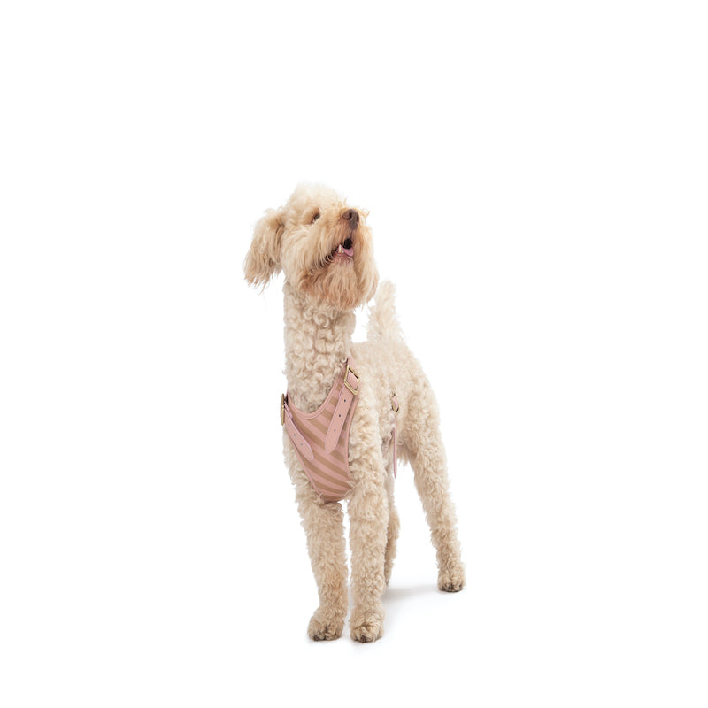 Striped harness Poldo rosa