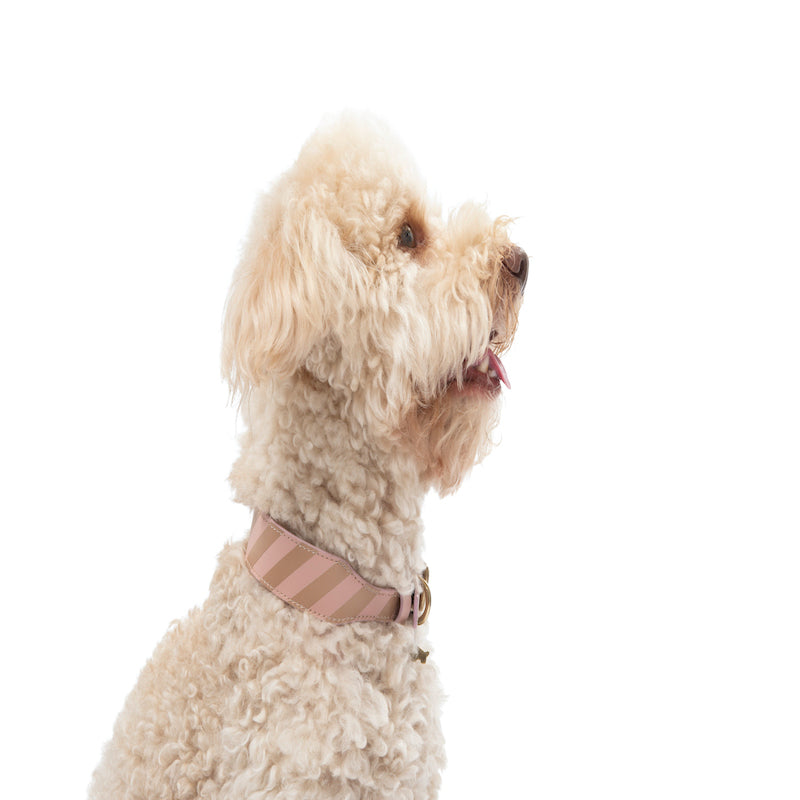 Striped collar Poldo rosa