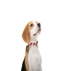 Striped collar  Poldo rojo