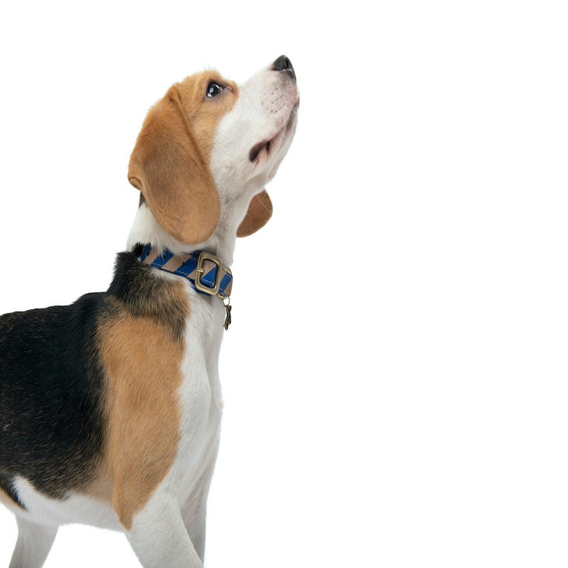 Striped collar Poldo azul