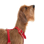Striped harness Poldo rojo