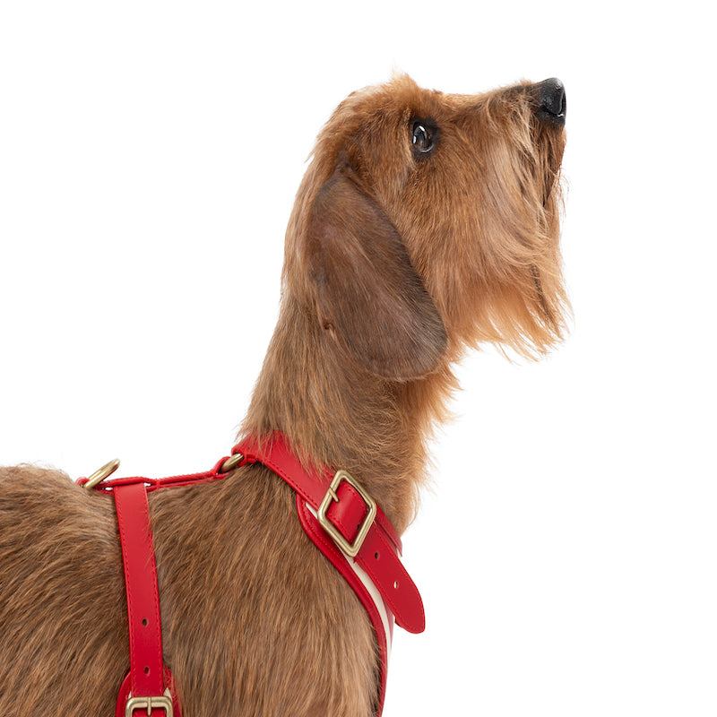 Striped harness Poldo rojo