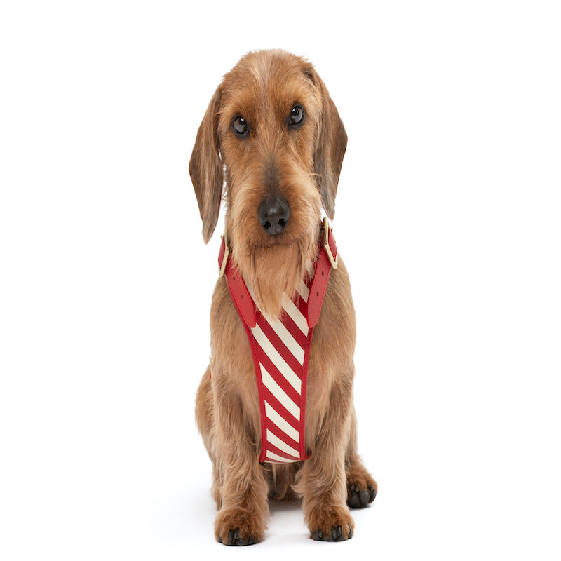 Striped harness Poldo rojo