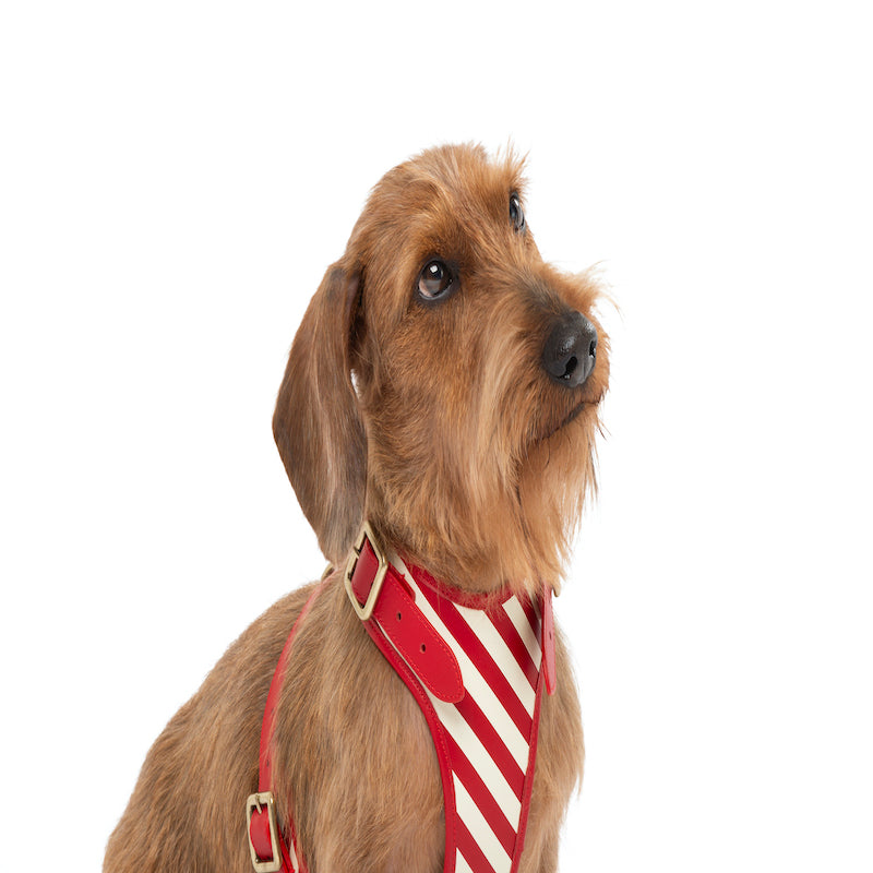 Striped harness Poldo rojo