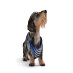 Striped harness Poldo azul