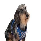 Striped harness Poldo azul