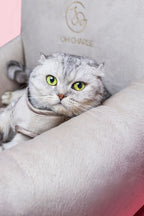 Bed Car Finessa Modern Oh Charlie