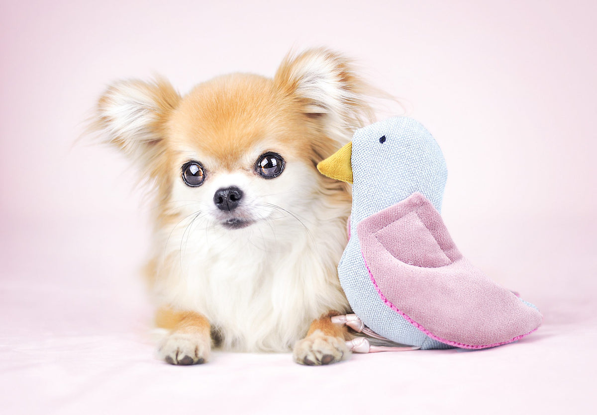 Toy Bird