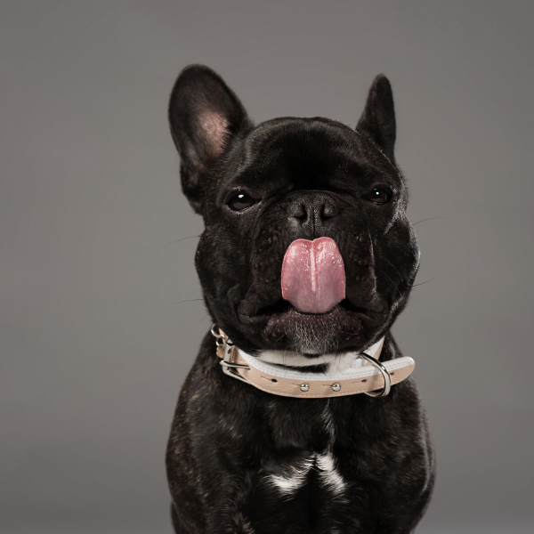 Le Collier Piolino Nude - Collar para Perros