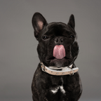 Le Collier Piolino Midnight - Collar para Perros