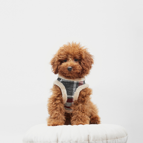 DOG ARNES TARTAN B&amp;B x ARISTOPET