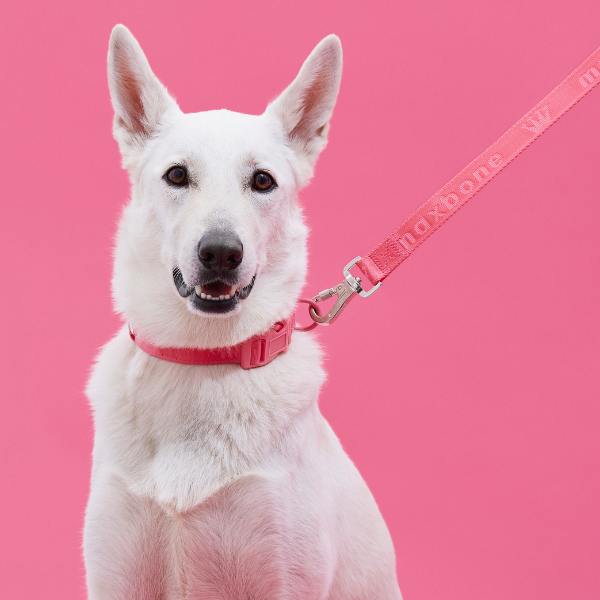 Signature Collar Rosa Maxbone x Aristopet