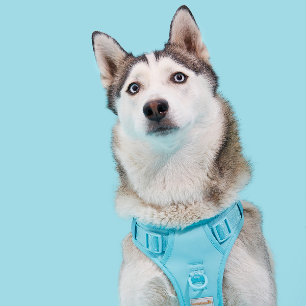 Easy Fit Harness Rosa Maxbone x Aristopet